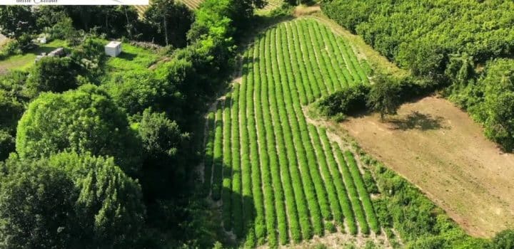 riprese con droneOfficinali della Collina le riprese con il drone 1024x576 1