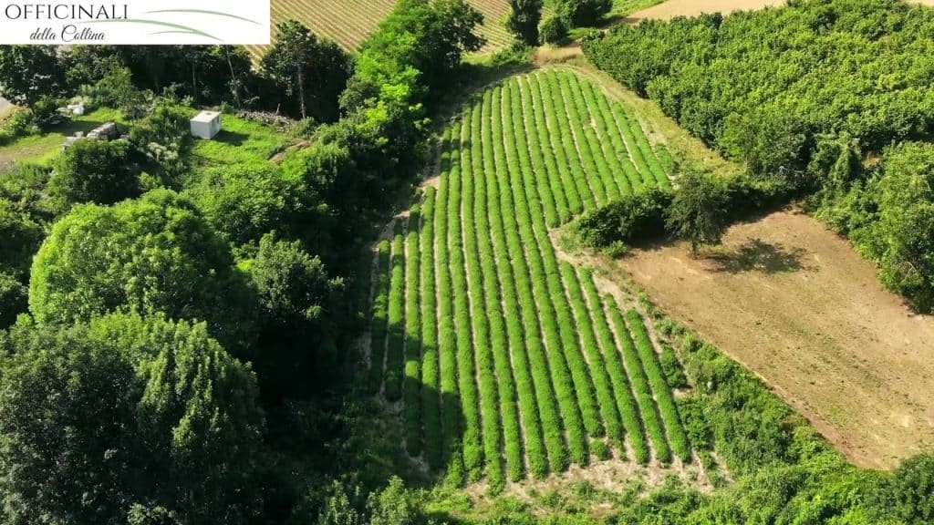 Officinali della Collina, le riprese con il drone