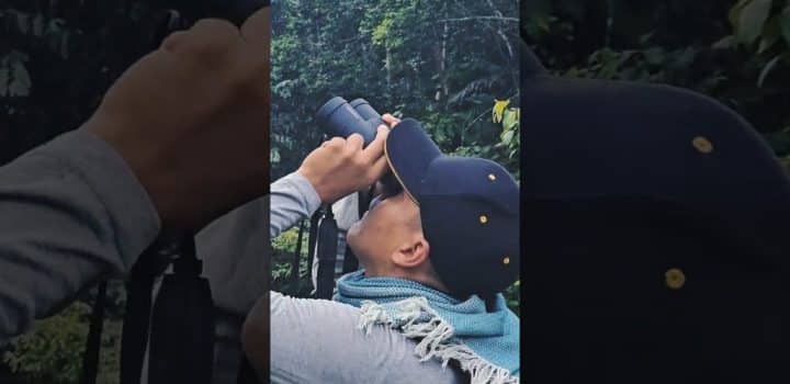 dron audiovisualAsi se cultiva el Asai en putumayo asai asai 1024x576 1