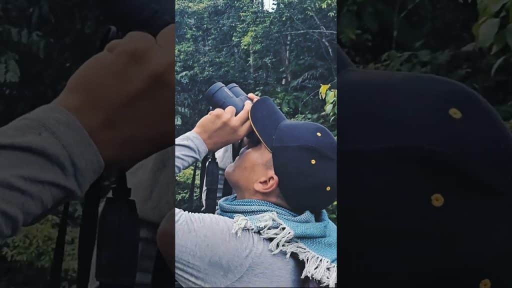 Así se cultiva el Asaí en #putumayo #asaí #asai #colombia #audiovisual #cultivo #travel #drone